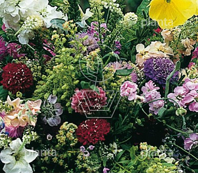 Tuinboeket in Geur en Kleur