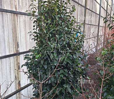 solitaire plant, 175 tot 200 cm hoog, in pot