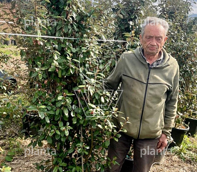 175 tot 200 cm hoog, pot 35 liter