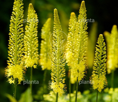 pot 11 cm, leverbaar