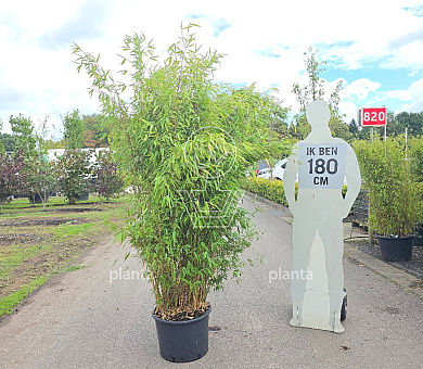 150 tot 175 cm hoog, pot 35 liter