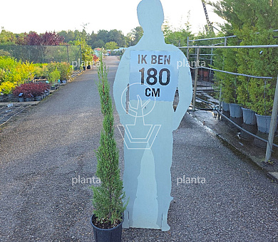 100 tot 125 cm hoog, pot 12 liter