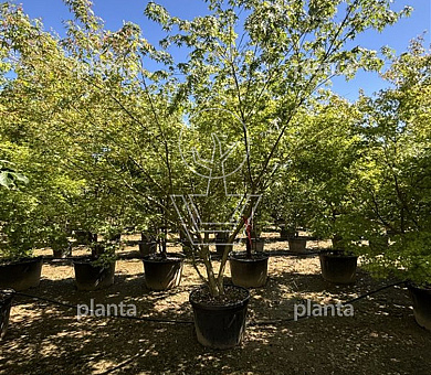 300 tot 350 cm hoog, meerstammig, in pot
