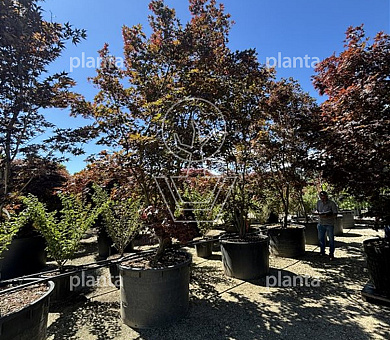 solitaire plant, 400 tot 450 cm hoog, in pot