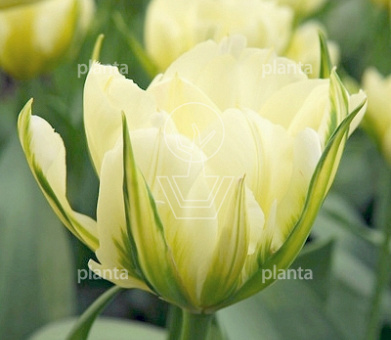 Tulipa Exotic Emperor