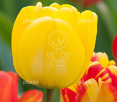 Tulipa Golden Apeldoorn