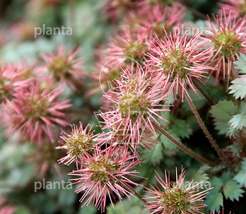 Pot 9 cm