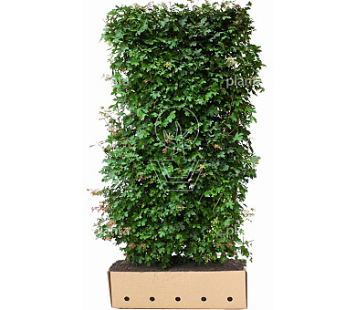 Quick Hedge Haagelement 100cm lang x 200cm hoog