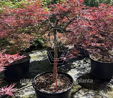 halfstamboom, kroondiameter 125-150cm, pot 130 liter