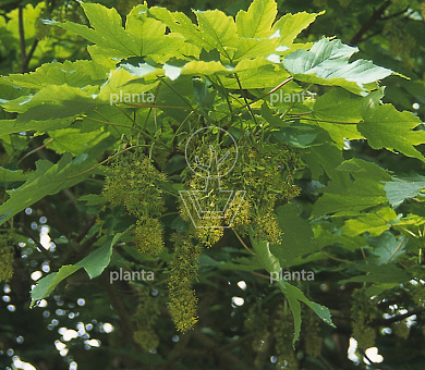 hoogstamboom, stamomtrek 14-16 cm, draadkluit