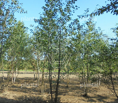 400 tot 450 cm hoog, meerstammig, draadkluit