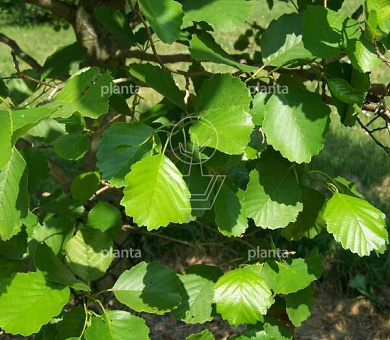 laag vertakte boom, stamomtrek 12-14 cm, draadkluit