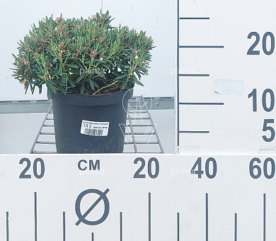 20 tot 25 cm hoog, pot 2 liter