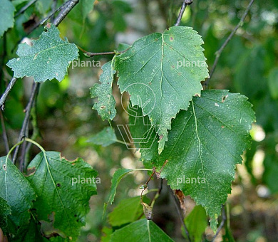 250 tot 300 cm hoog, geveerd (extra zwaar vertakt), wortelgoed