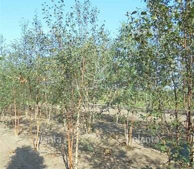 350 tot 400 cm hoog, meerstammig, draadkluit