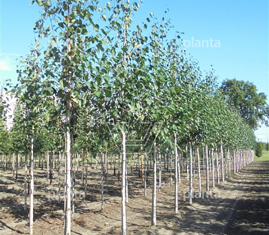 hoogstamboom, stamomtrek 16-18 cm, draadkluit