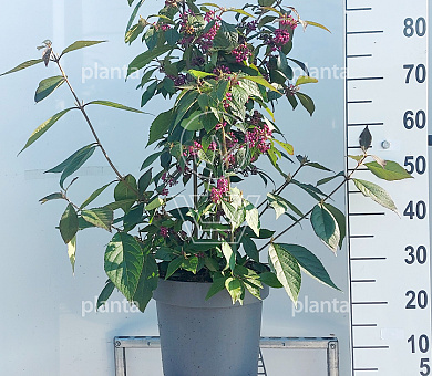 100 tot 125 cm hoog, pot 12 liter