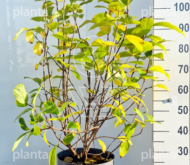 80 tot 100 cm hoog, pot 12 liter