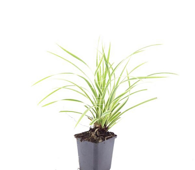 Pot 9 cm