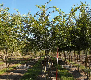 400 tot 450 cm hoog, meerstammig, draadkluit