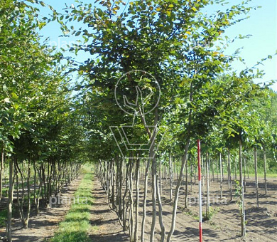 450 tot 500 cm hoog, meerstammig, draadkluit