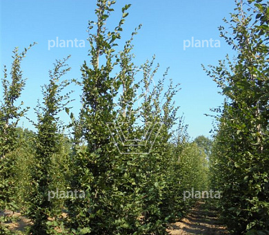 laagvertakte boom, stamomtrek 18-20 cm, draadkluit