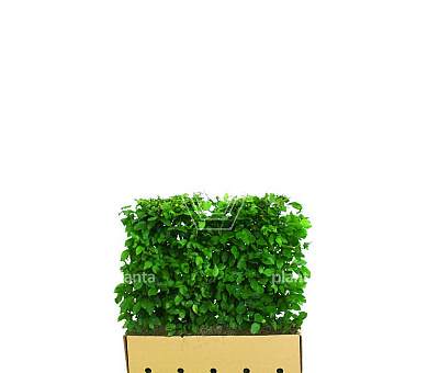 Quick Hedge Haagelement 100cm lang x 80cm hoog