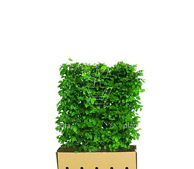 Quick Hedge Haagelement 100cm lang x 120cm hoog