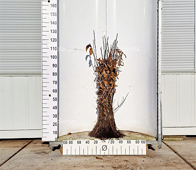 60-100cm hoog, 2jarig wortelgoed, per 25, prijs/stuk