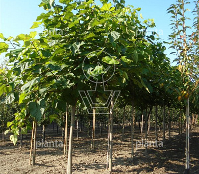 hoogstamboom, stamomtrek 12-14 cm, draadkluit