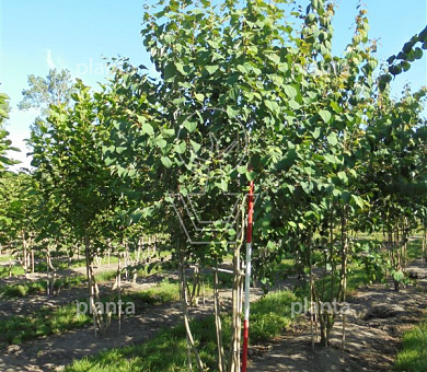 350 tot 400 cm hoog, meerstammig, draadkluit