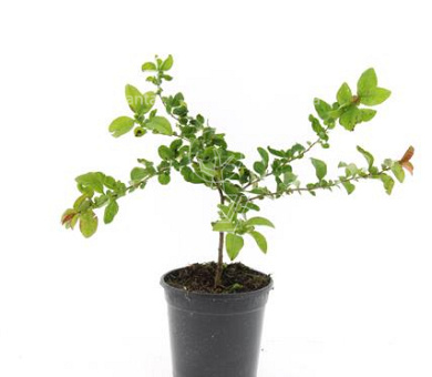 pot 1.5 liter, leverbaar