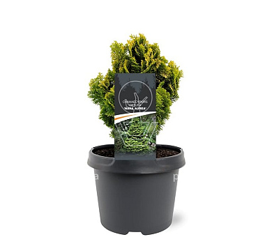 20 tot 25 cm hoog, pot 3 liter