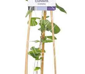 50 tot 60 cm hoog, pot 2 liter