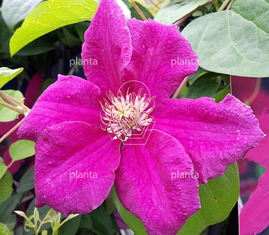 50 tot 60 cm hoog, pot 2 liter