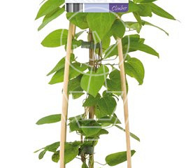 50 tot 60 cm hoog, pot 2 liter
