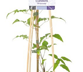 50 tot 60 cm hoog, pot 2 liter