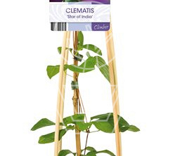 50 tot 60 cm hoog, pot 2 liter