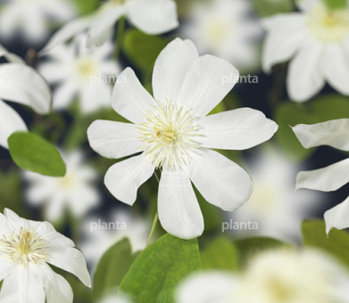 50 tot 60 cm hoog, pot 2 liter