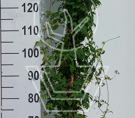 175 tot 200 cm hoog, pot 7.5 liter