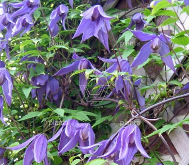 50 tot 60 cm hoog, pot 2 liter