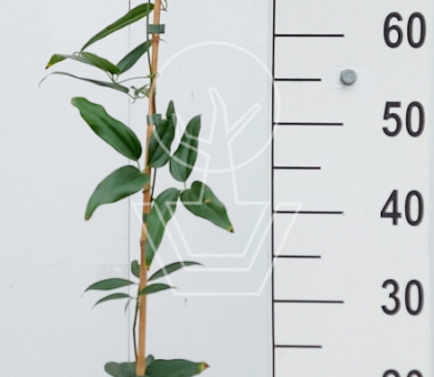 80 tot 100 cm hoog, pot 2 liter