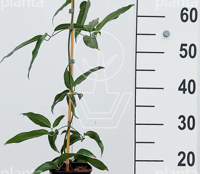 80 tot 100 cm hoog, pot 2 liter