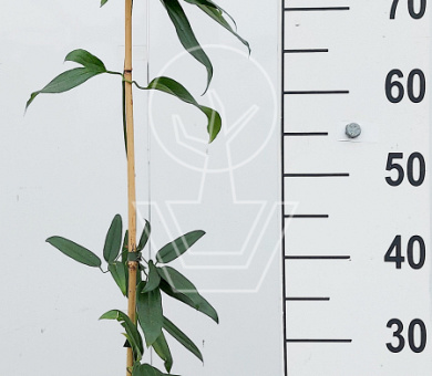 80 tot 100 cm hoog, pot 2 liter