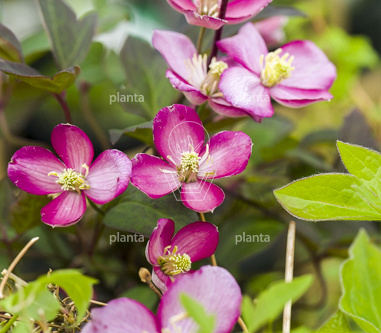 50 tot 60 cm hoog, pot 2 liter
