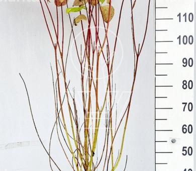 125 tot 150 cm hoog, pot 7.5 liter