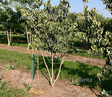 175 tot 200 cm hoog, meerstammig, draadkluit
