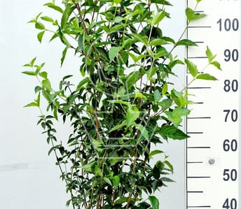 100 tot 125 cm hoog, pot 12 liter