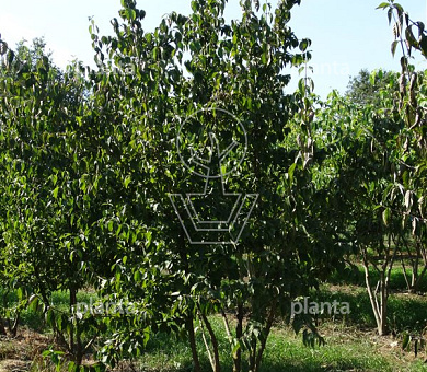 250 tot 300 cm hoog, meerstammig, draadkluit