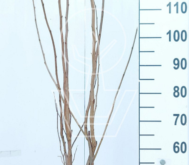 125 tot 150 cm hoog, pot 7.5 liter